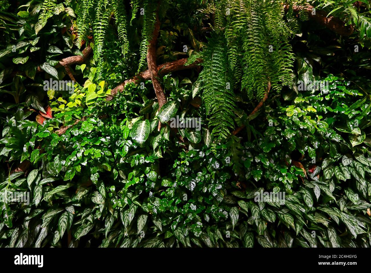 Fond de paroi feuille vert naturel. Banque D'Images