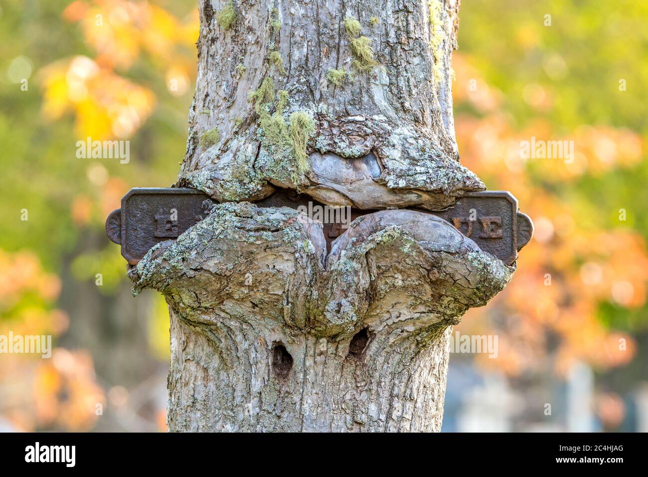 Un vieux panneau de rue en métal incrusté dans un arbre. L'arbre a grandi autour du signe, presque complètement l'obscurcissant. Banque D'Images