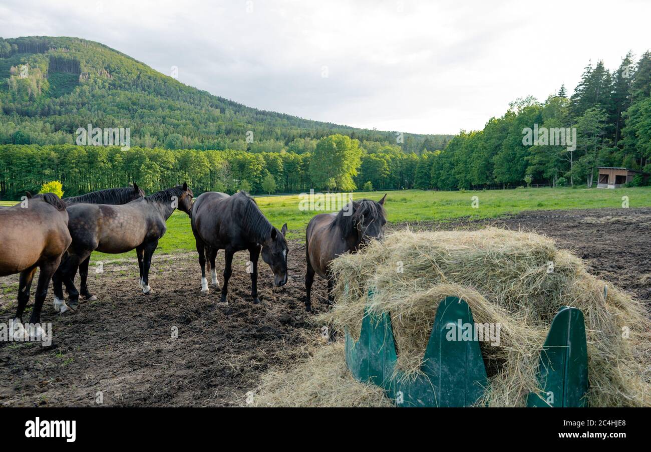 De beaux chevaux pur-sang paissent à la ferme corral. Paysage rural idyllique. Groupe de chevaux sur le pâturage. Lumière chaude. Heure d'or. Banque D'Images