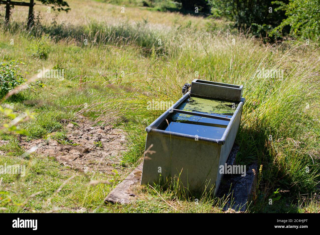 Un bac d'eau pour les chevaux ou le bétail.Parc de campagne de Teston Bridge, Kent. ROYAUME-UNI. Banque D'Images