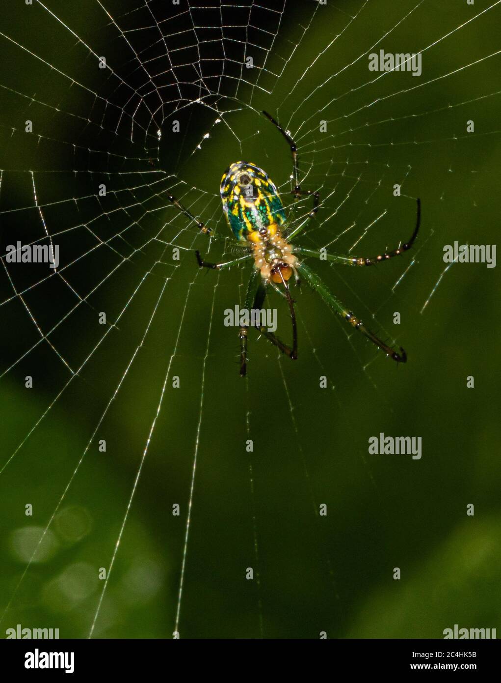 Une araignée Orchard Orbweaver ajoute un segment à son Web Banque D'Images