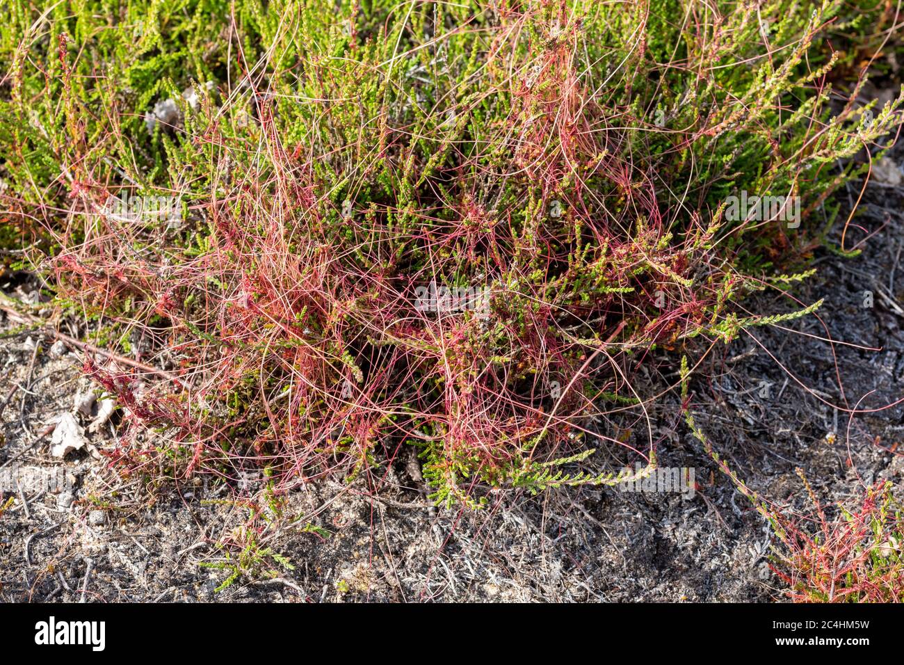 Dder commun (Cuscuta epithymus), plante parasite sur la bruyère, Royaume-Uni Banque D'Images