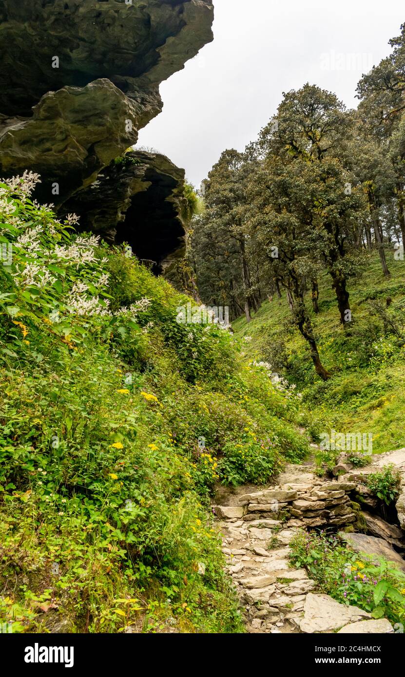 Un sentier forestier, col de Jalori, vallée de Tirthan, Himachal Pradesh, Inde Banque D'Images