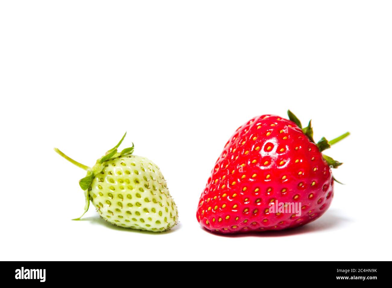 Comparez, rouge et vert, mûres et non mûres fraises sur son côté sur fond blanc - isoler Banque D'Images