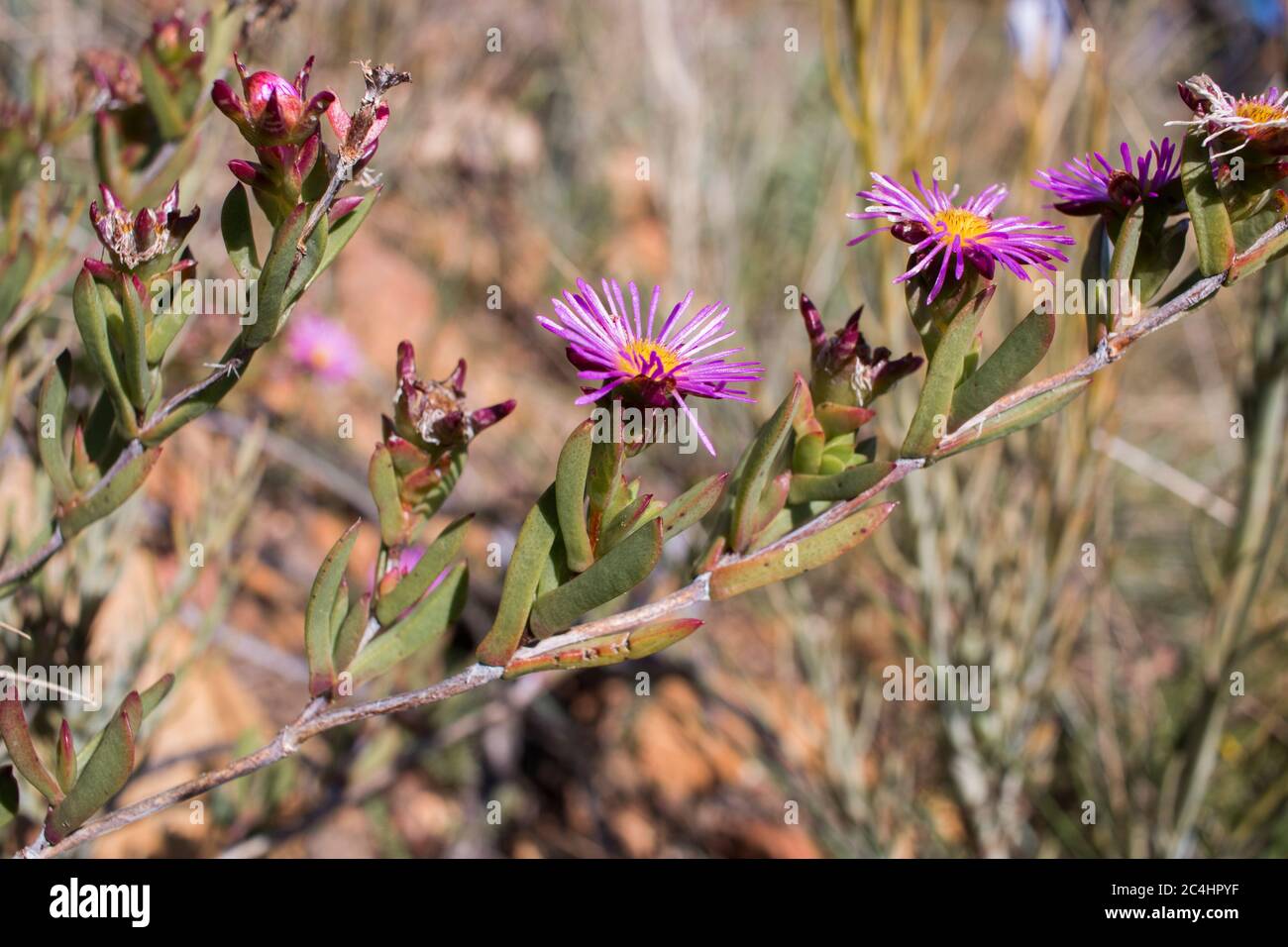 Delosperma (plante de glace) branche de plante de fynbos de fleur pourpre avec fleurs en fleurs Banque D'Images