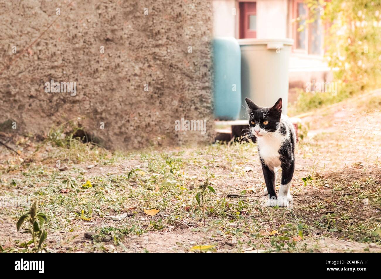 Tuxedo Bicolore Noir Et Blanc Shorthair Chat Avec Des Yeux Jaunes Debout Sur Le Sol Dans Le Jardin Photo Stock Alamy