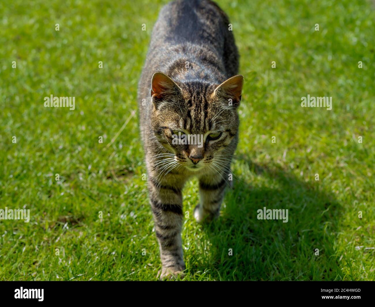 Une récolte proche d'un chat tabby se dirige vers l'appareil photo sur une pelouse Banque D'Images
