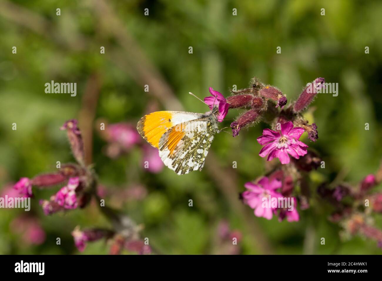 Un papillon mâle à pointe orange, Anthocharis cardamines, sur le côté d'une ruelle de campagne reposant sur des fleurs rouges de campion, Silene dioica. Nord Dorset Angleterre Banque D'Images