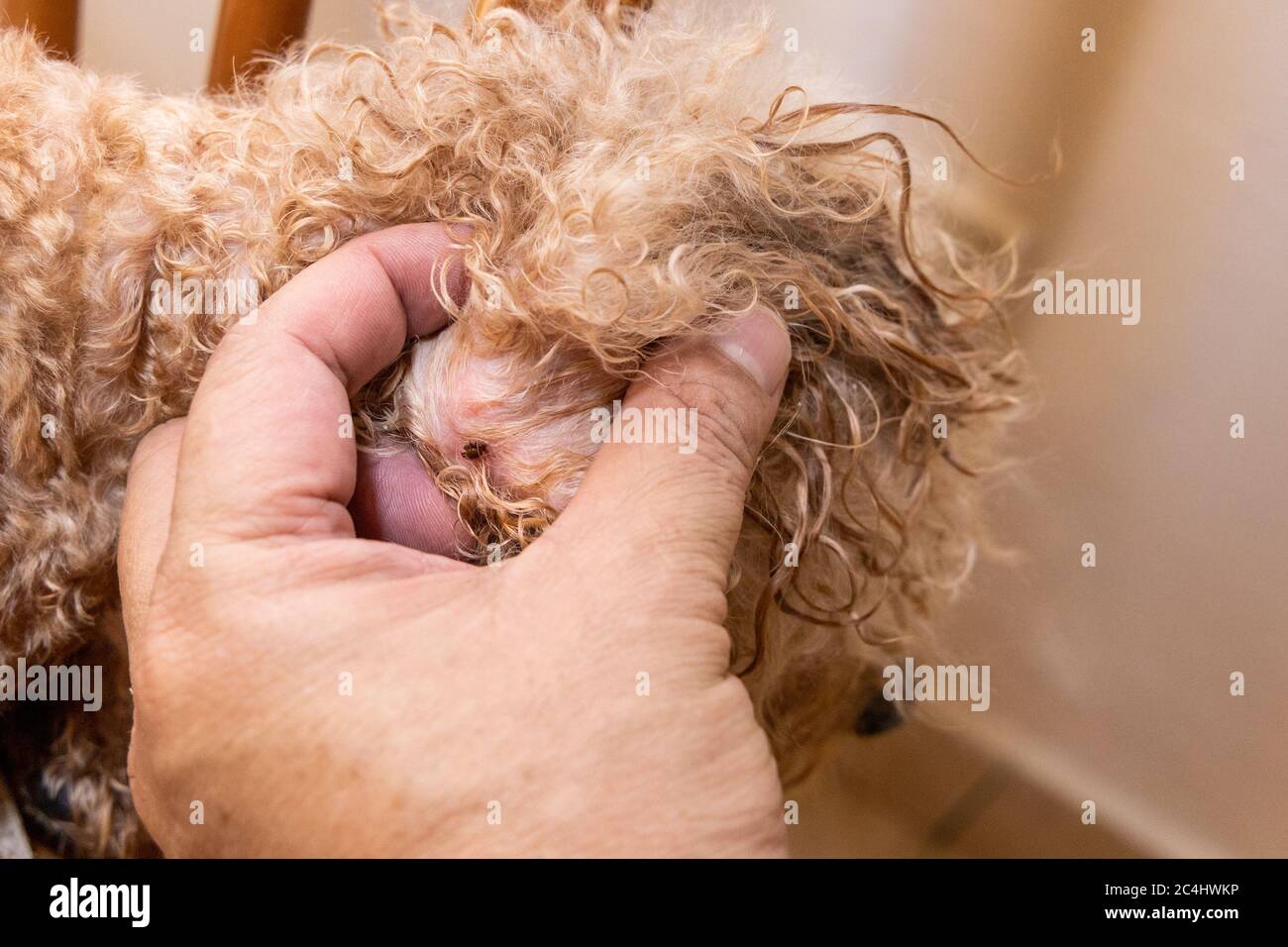 Gros plan de la tique de puce sucking de sang trouvée sur le corps de chien d'animal de compagnie après la douche Banque D'Images