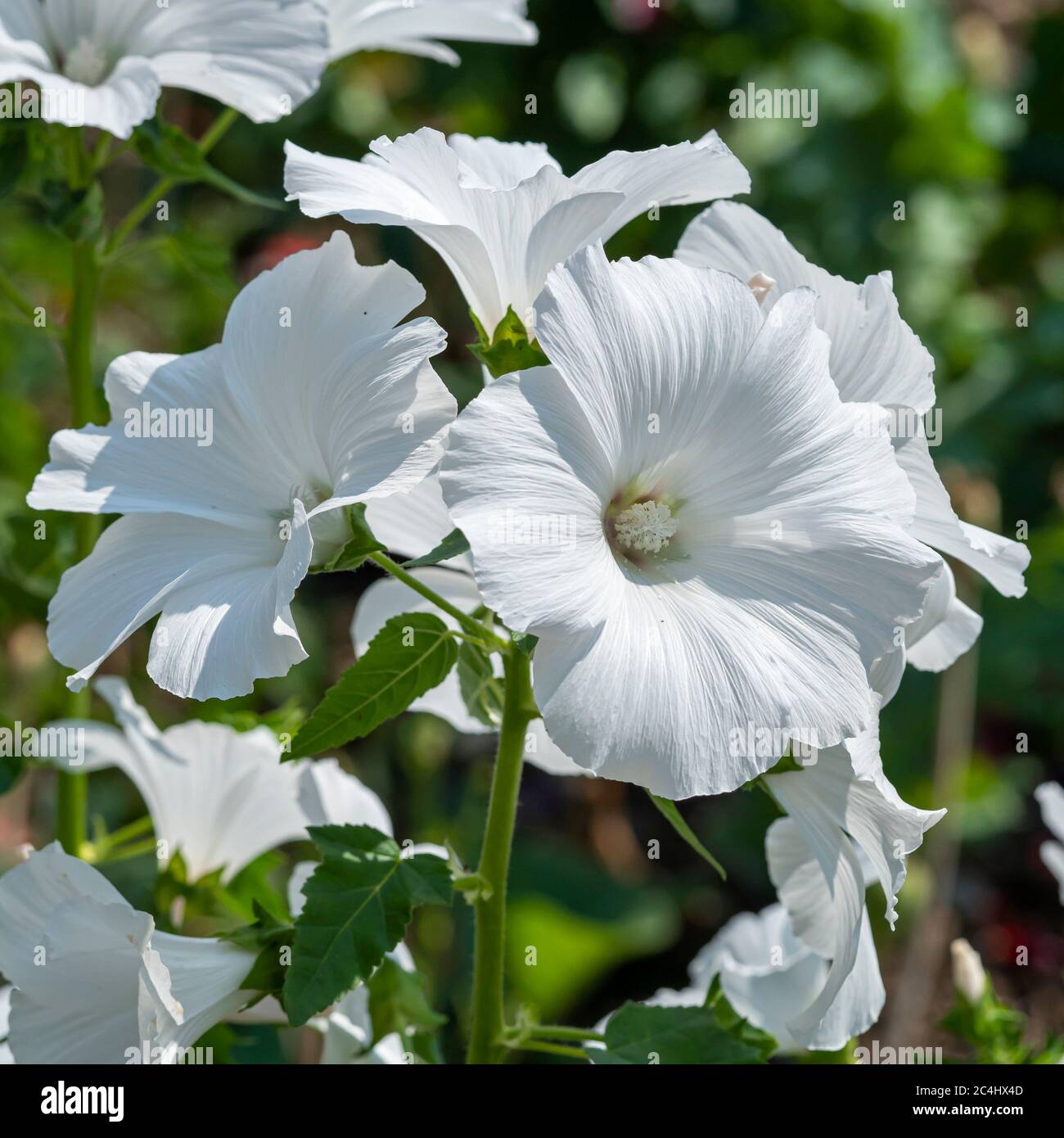 Belle grande fleur de Lavatera blanc pur dans un jardin Banque D'Images