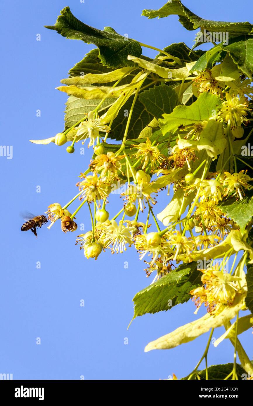 Abeille volant à Littleaf Linden Blossom Tilia cordata Blossoms Lime, abeille sur le pollen de linden Banque D'Images