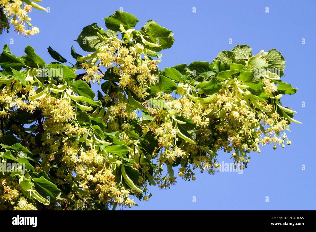 Littleaf Linden fleur Lime arbre Tilia cordata floraison Banque D'Images