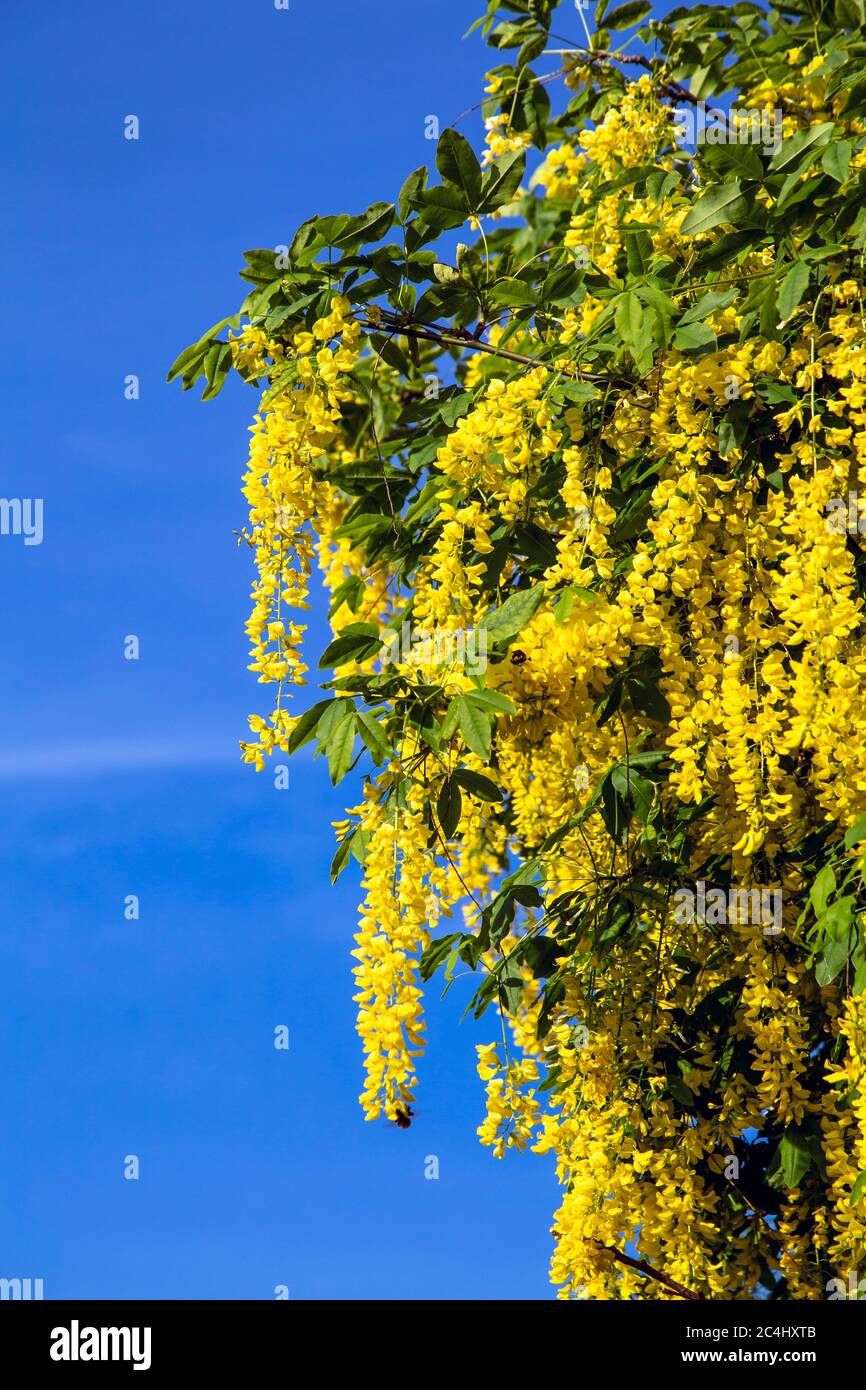 Fleurs de glycine jaune en fleur, Londres, Royaume-Uni Banque D'Images