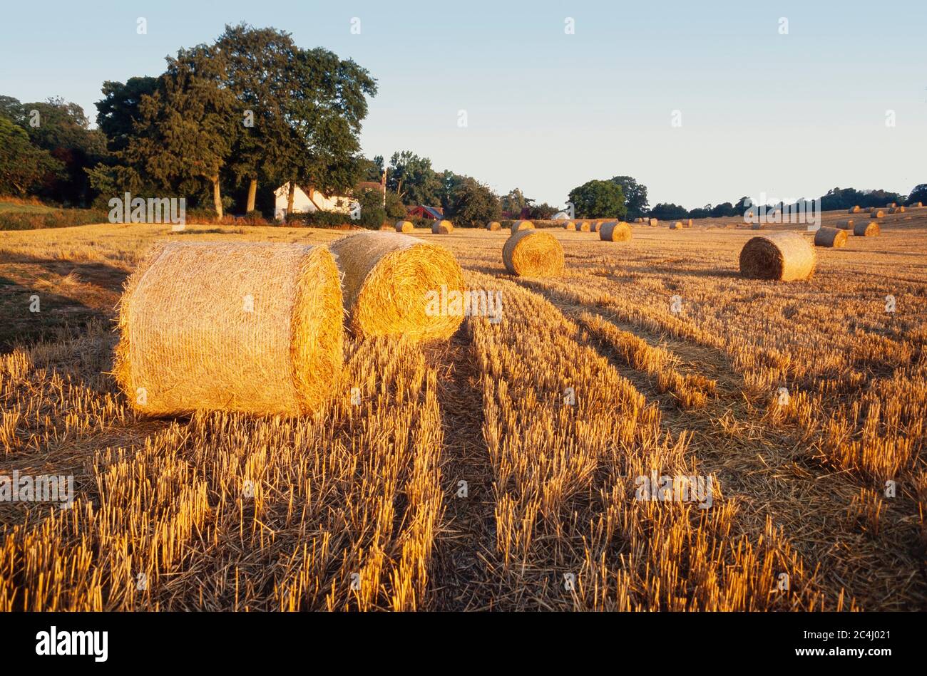Temps de récolte, rouleaux de foin dans un champ de blé coupé, soleil du soir chaud, Royaume-Uni Banque D'Images