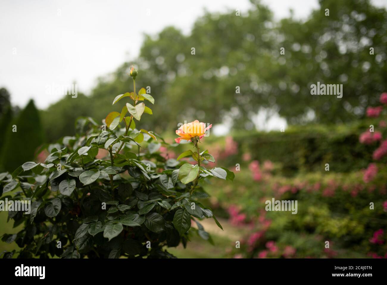 Magnifiques roses en terre sur fond de jardin français. Bague jaune vif. Roses anglaises. Roses de thé en fleurs avec des petales de terry. Jardinage. Rosaire Banque D'Images