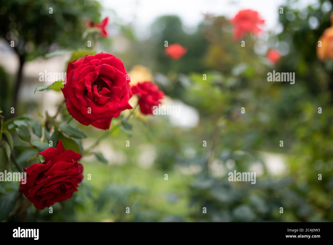 Magnifiques roses en terre sur fond de jardin français. Bush avec des roses anglaises rouges. Roses rose foncé fleuris avec des petales en terre. Jardinage. Rosar Banque D'Images
