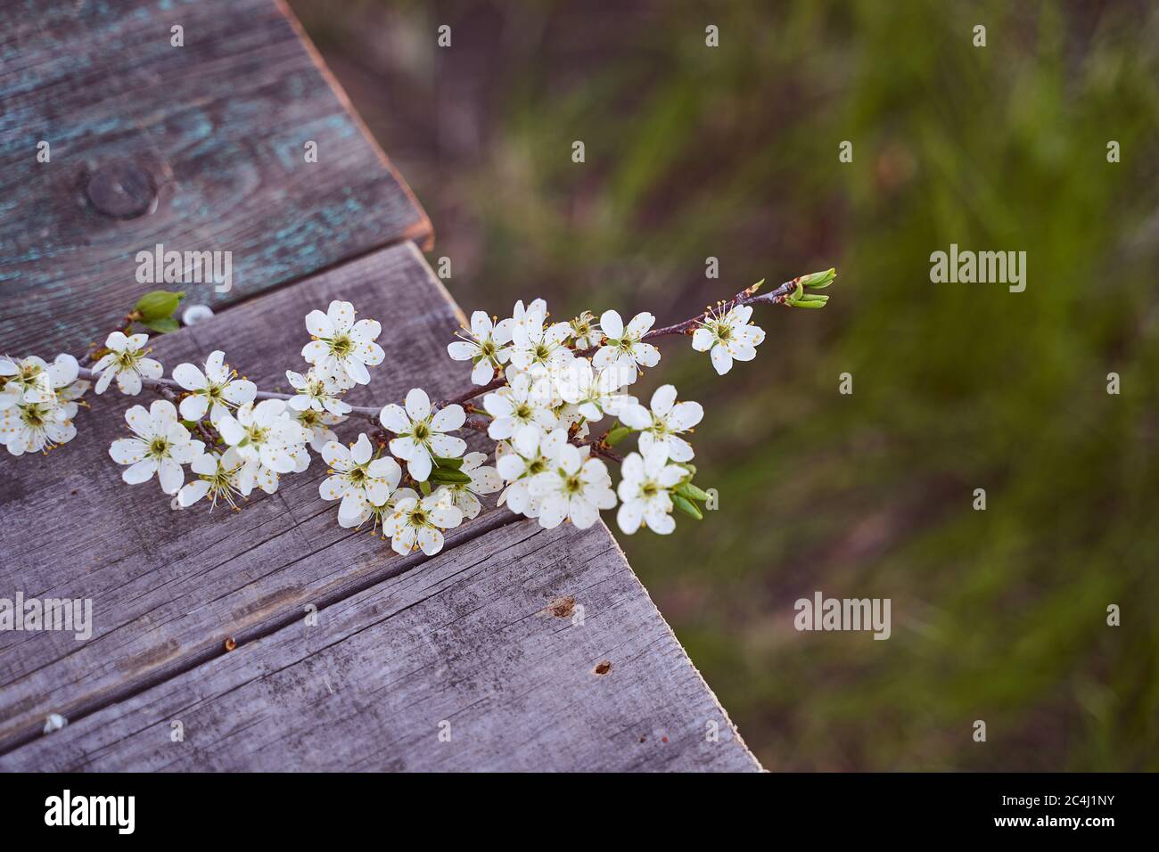 La branche d'un cerisier à fleurs repose sur un panneau en bois Banque D'Images