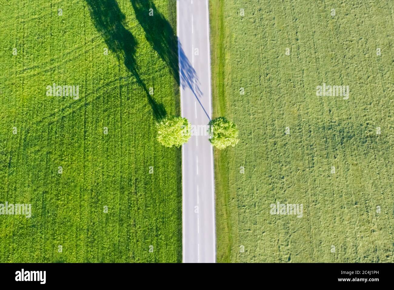 Vue aérienne sur un pré bavarois avec une rue droite et deux arbres Banque D'Images