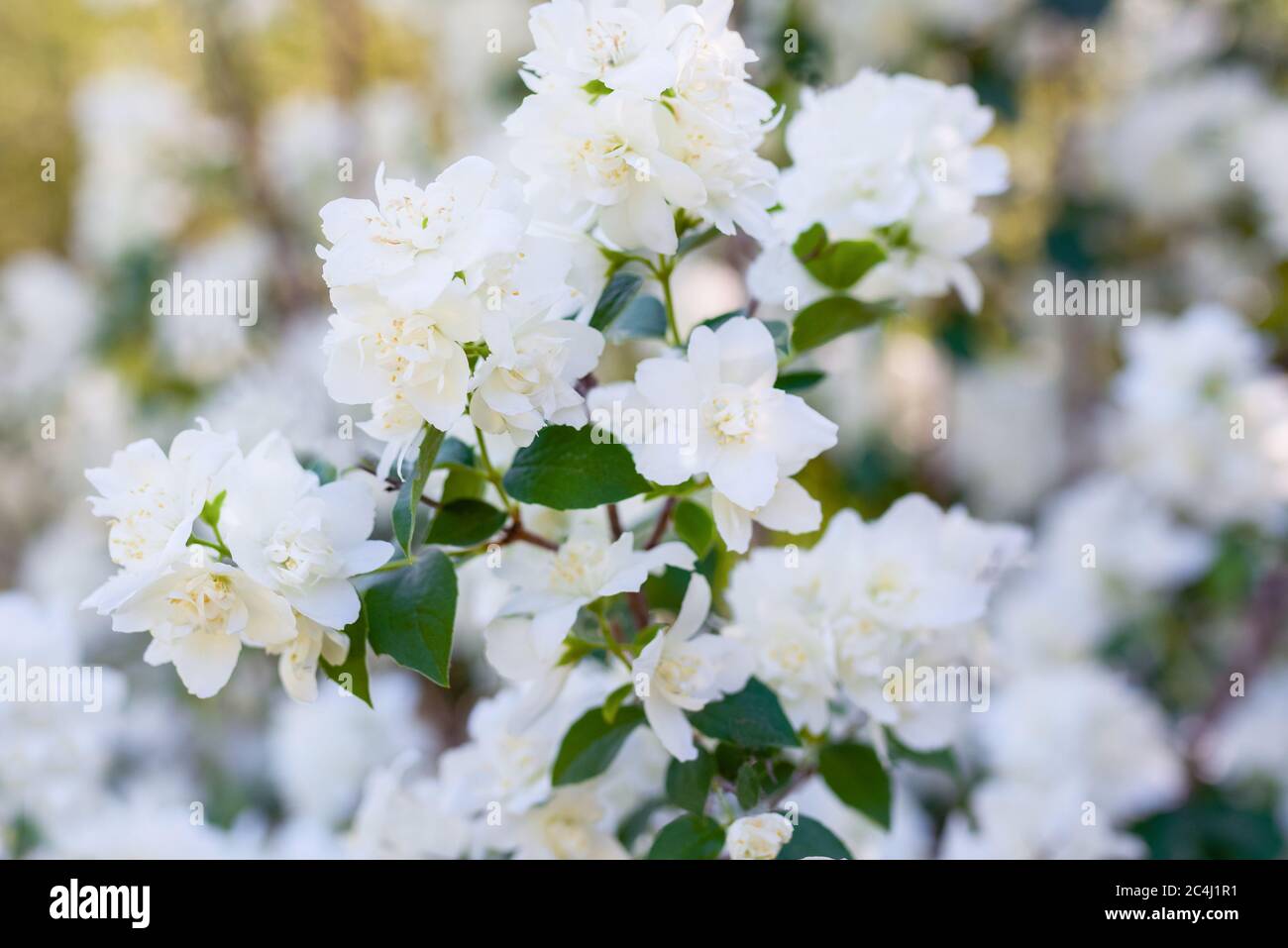 Belle branche de jasmin en fleurs blanches. Fond naturel avec fleurs de jasmin sur un Bush. Beauté des fleurs de jasmin. Banque D'Images