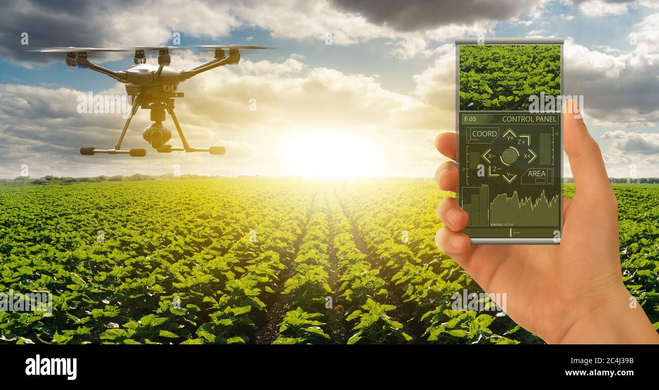 Farmer contrôle drone avec un smartphone futuriste. Agriculture intelligente et agriculture de précision Banque D'Images