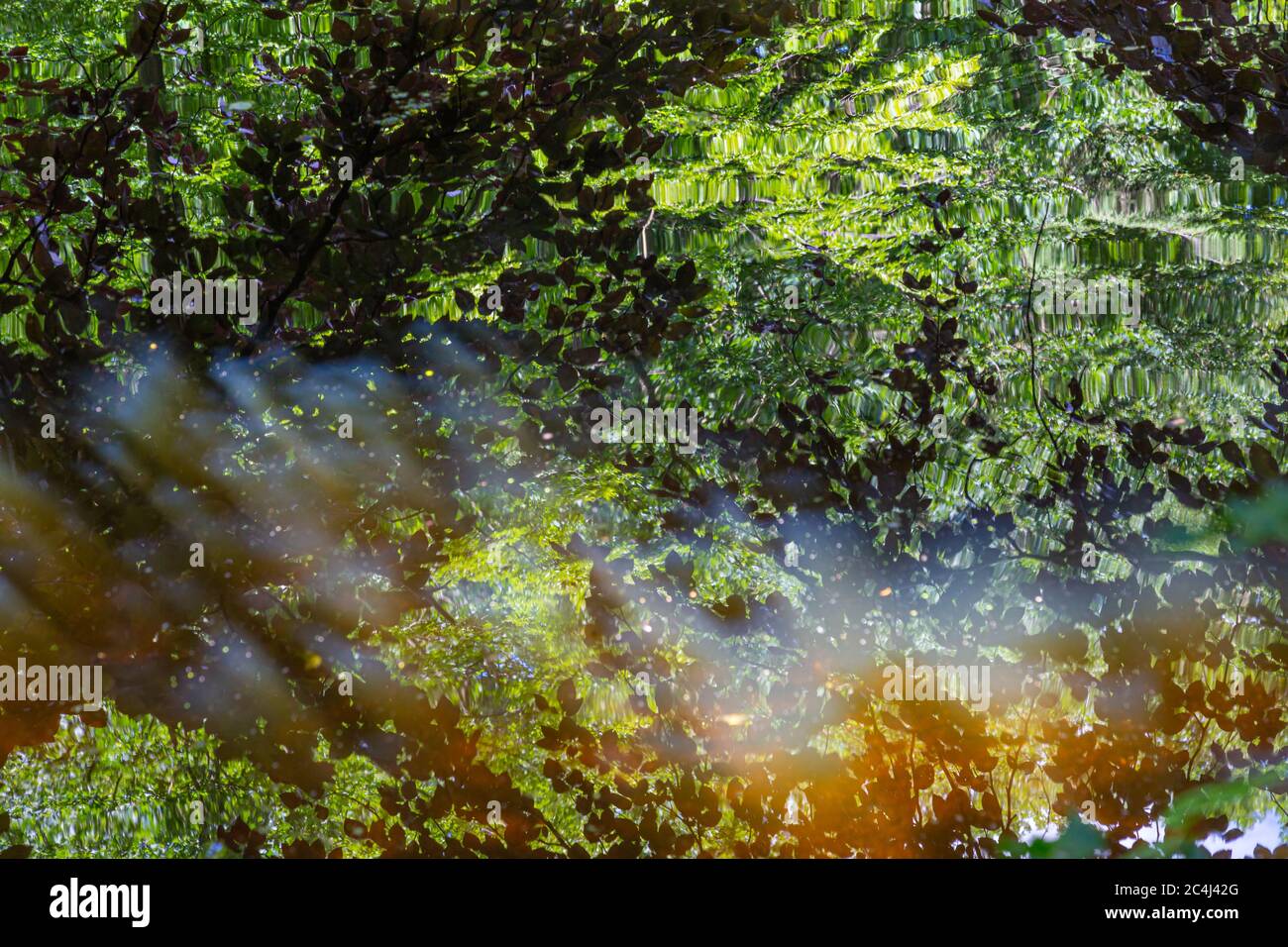 Fond d'été vert coloré avec feuillage d'un vieux chêne et soleil se reflétant dans l'eau Banque D'Images