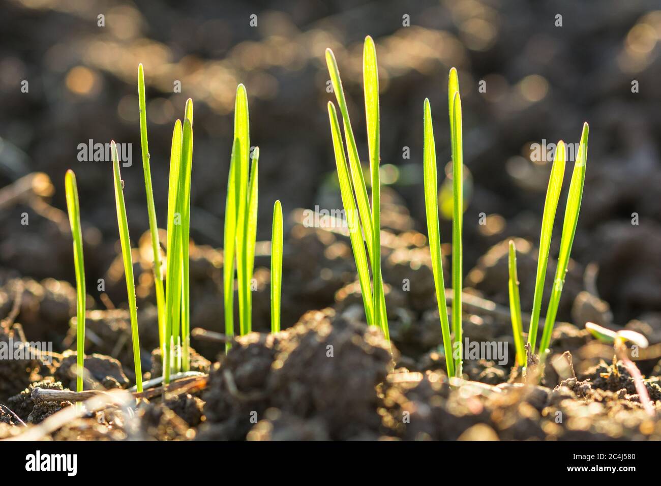 Gros plan sur les lames vertes de l'herbe qui poussent à partir d'un sol sombre au printemps Banque D'Images