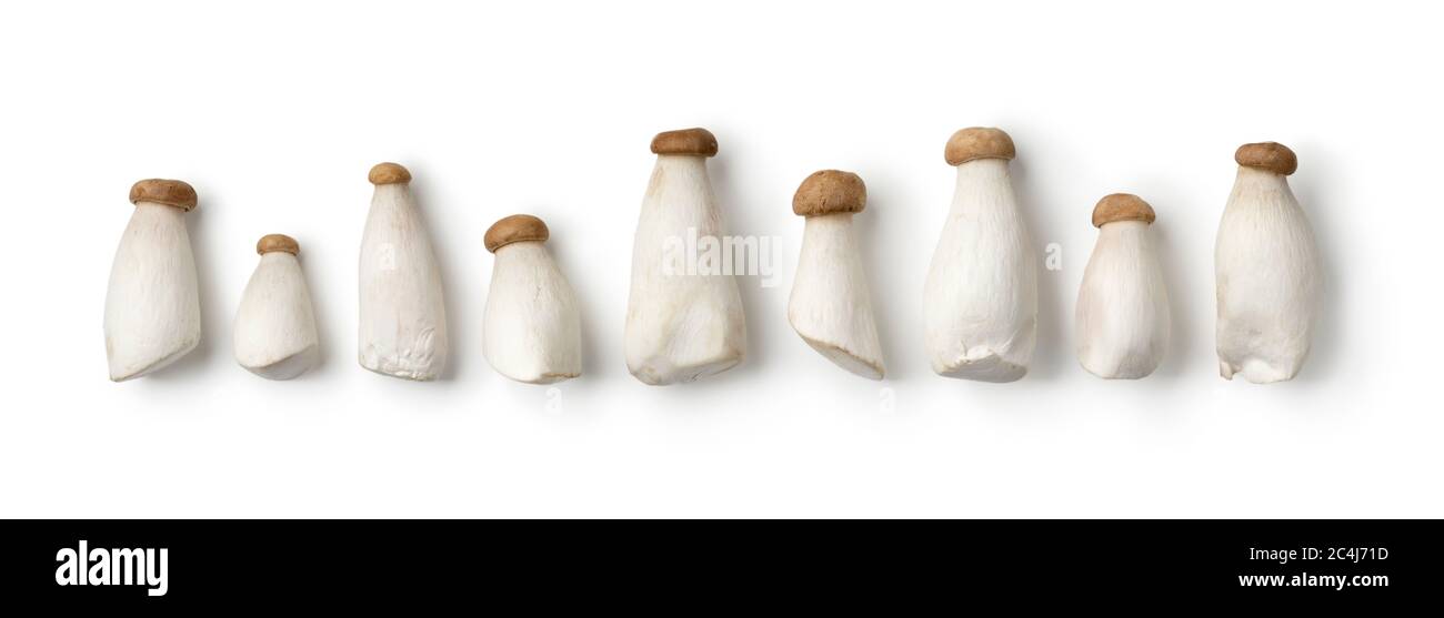 Rangée de mini-champignons d'huîtres sauvages isolés sur fond blanc Banque D'Images