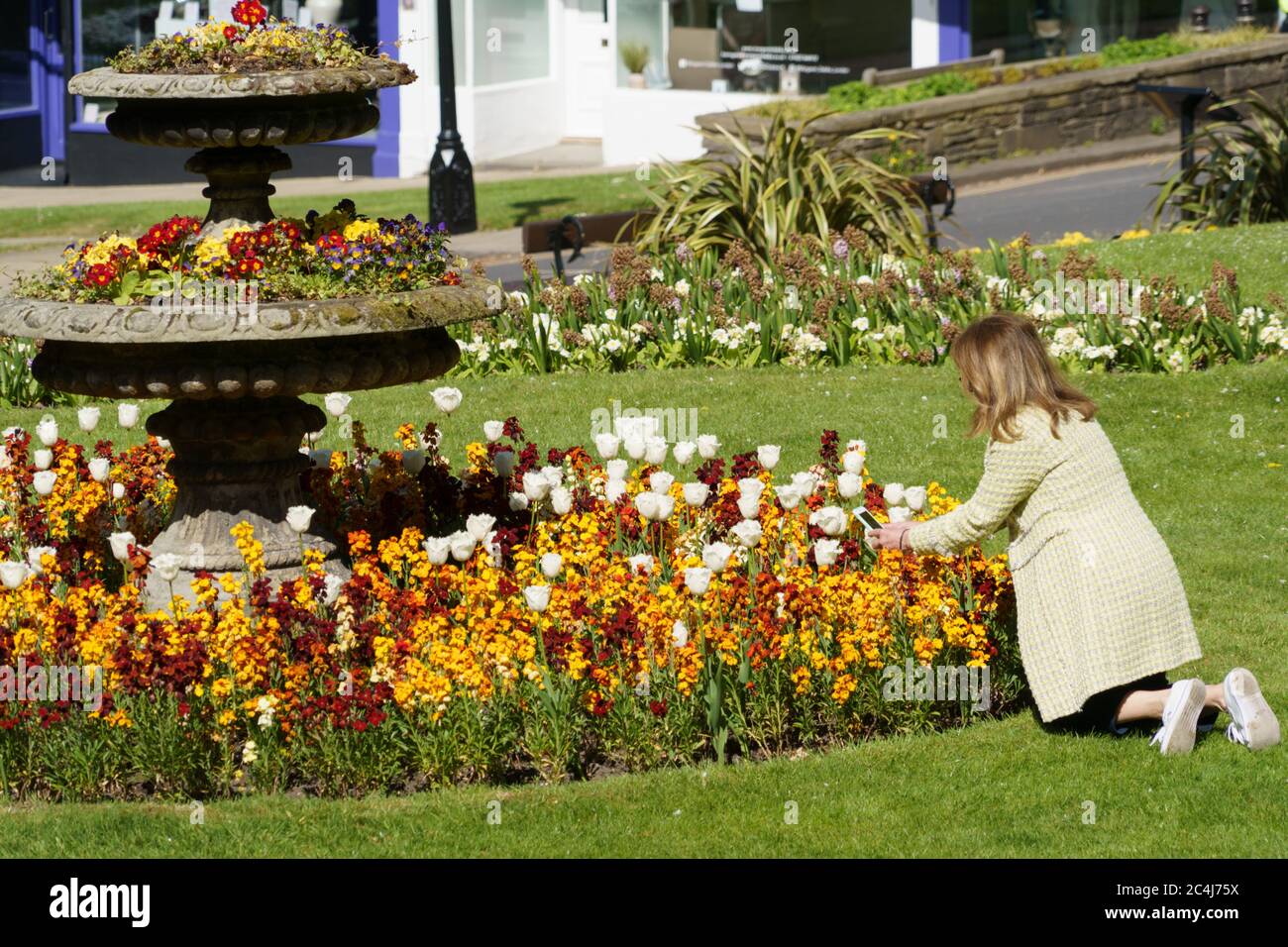 Femme s'agenouillant sur l'herbe pour prendre une photo des Tulips blancs dans un lit de fleurs circulaire avec son téléphone mobile, Harrogate, North Yorkshire, Angleterre, Royaume-Uni. Banque D'Images