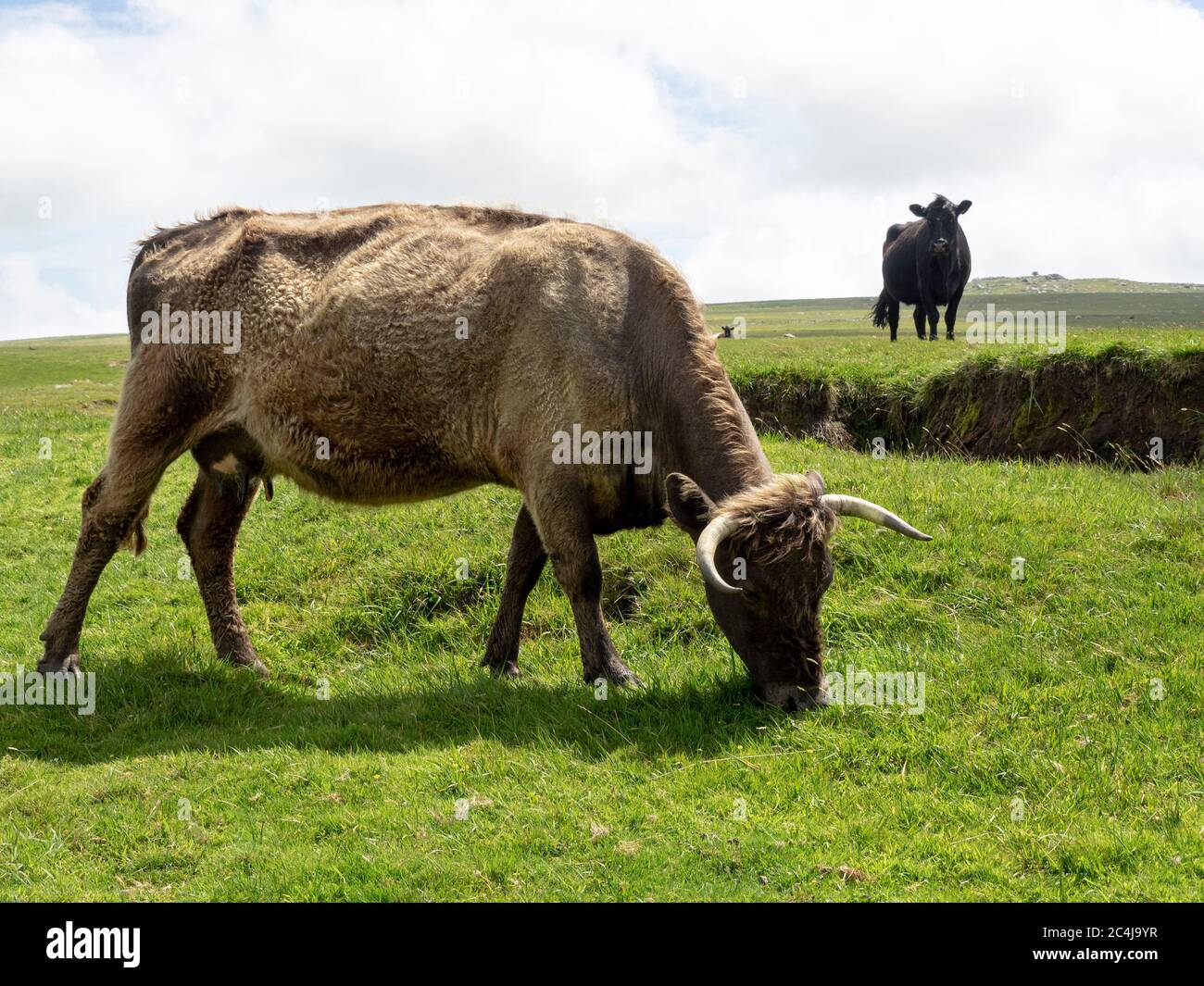 Vaches paissant sur Bodmin Moor, Cornwall, Royaume-Uni Banque D'Images