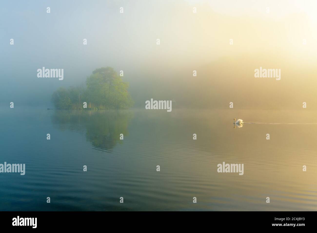 Natation de cygne sur le lac Misty calme lors D'UNE belle matinée de printemps dans le district de Lake, Royaume-Uni. Banque D'Images