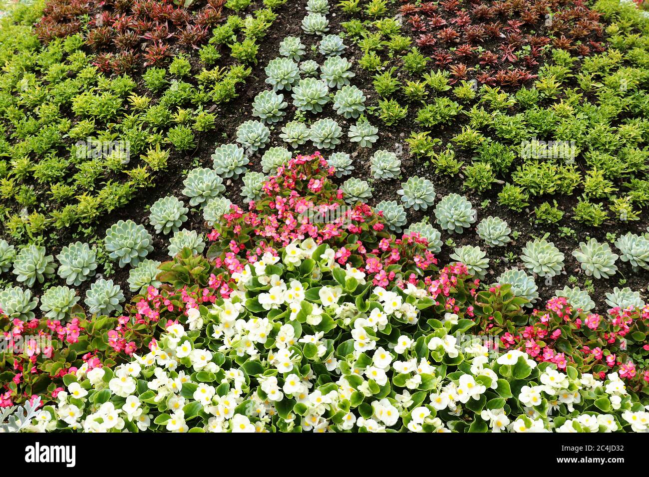 Détail du lit de fleurs dans un jardin ornemental Banque D'Images