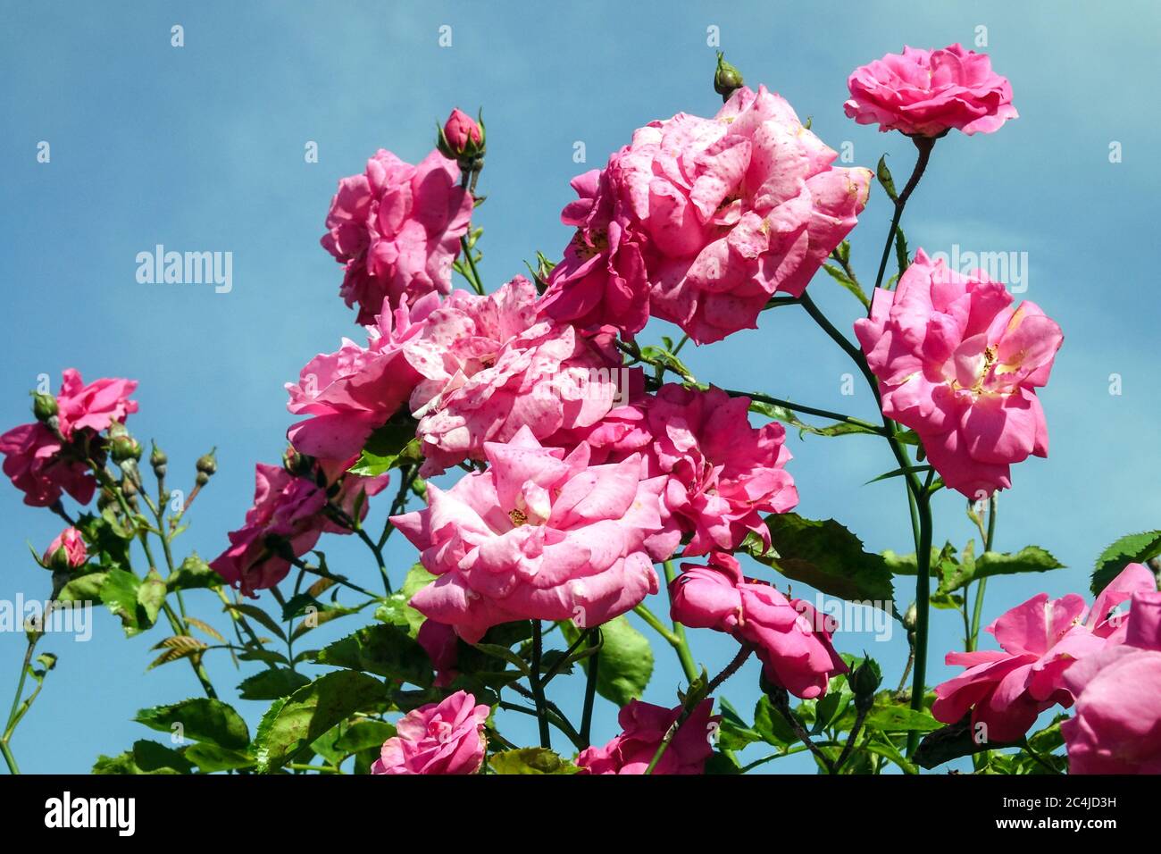 Arbuste grimpant Rose Rosa grimpant 'Chaplin's Pink' grimpant Banque D'Images