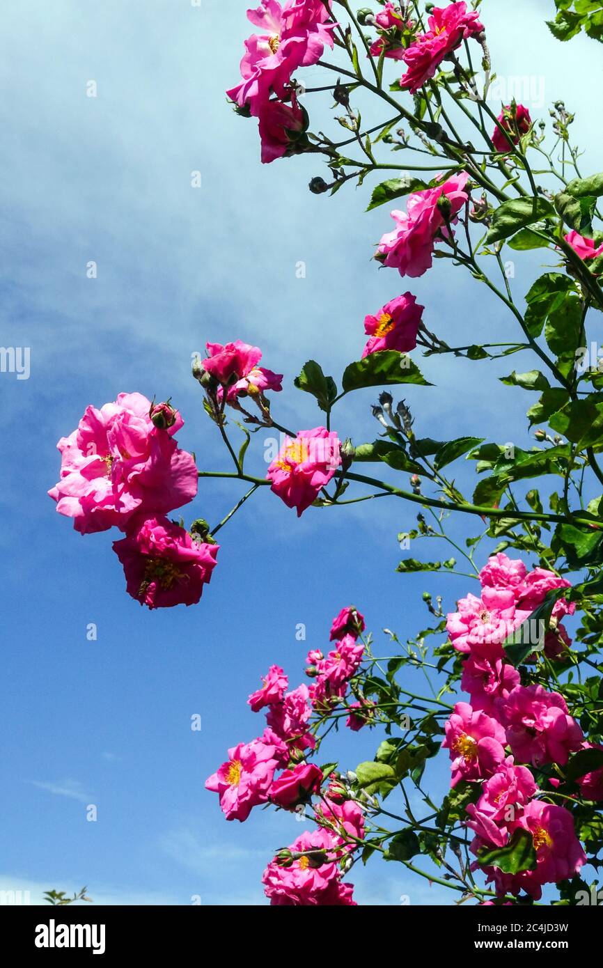 Rose Rose Rose Rose Rose Rose rose de Chaplin Banque D'Images