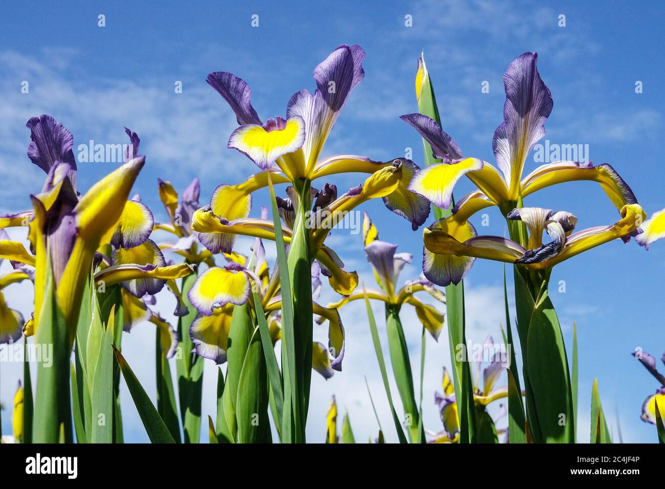 Fleurs ciel Irises contre ciel bleu Iris fond bleu jaune plantes, fleur d'été ciel nature belle Irises fleurs Iris spuria Banque D'Images