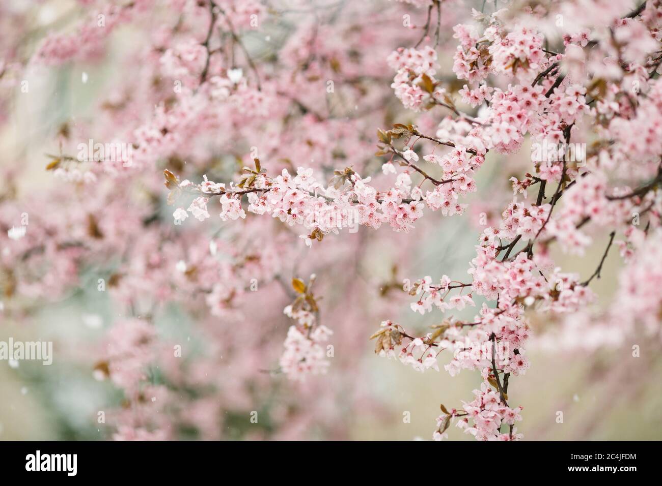 La neige qui tombe sur un arbre en fleurs au printemps Banque D'Images