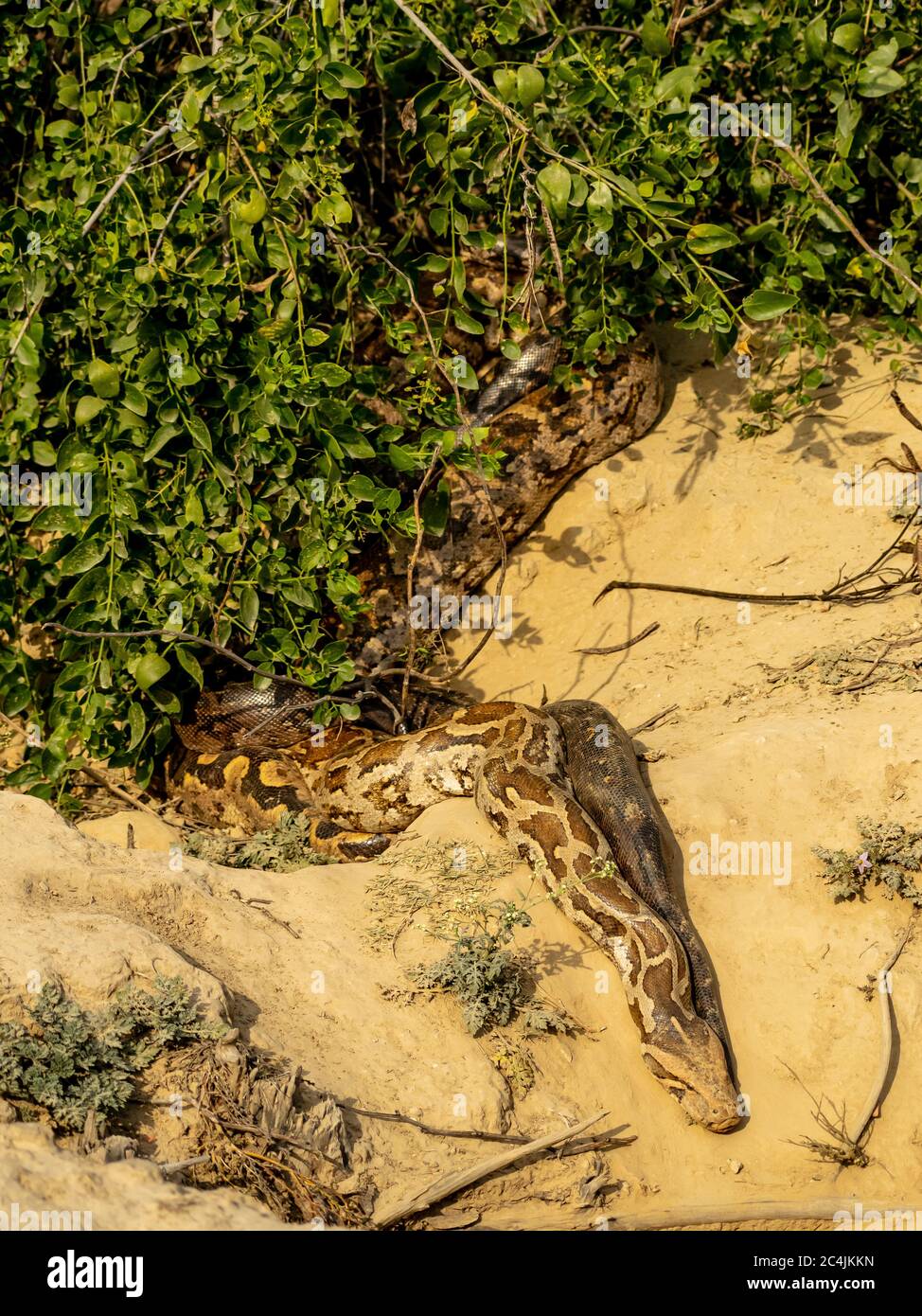 Un python dans la forêt, Bharatpur Bird Sanctuary Banque D'Images