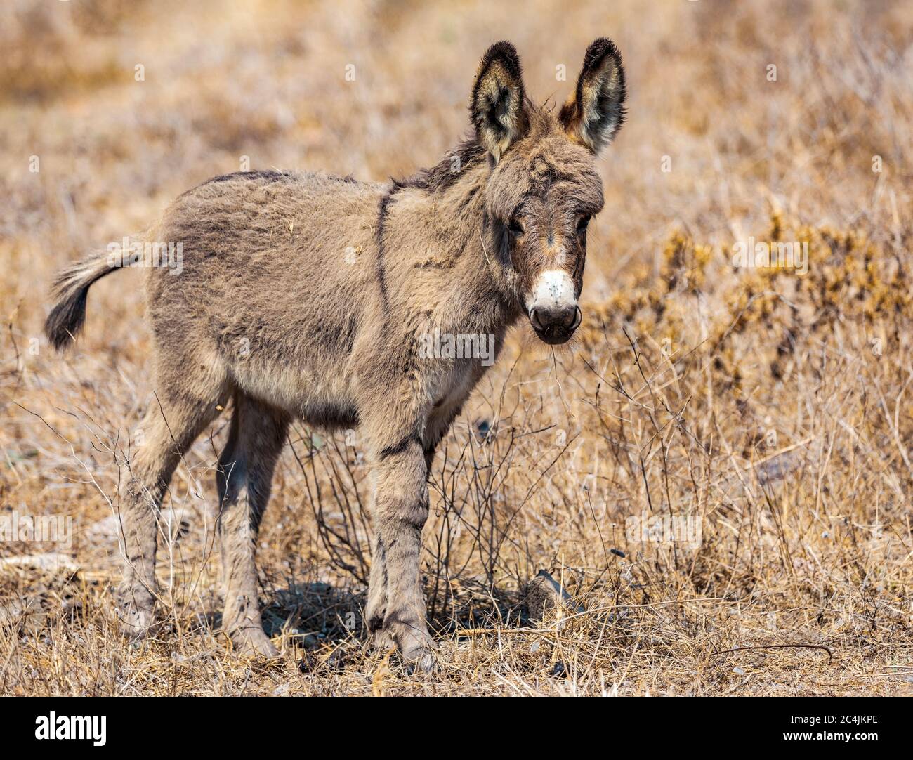 Italie Sardaigne Ile d'Asinara - Burro d'Asinara Banque D'Images