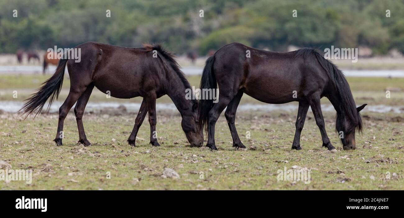 Italie Sardaigne - Parc de Giara di Gesturi - le cheval de Giara est une espèce endémique qui vit uniquement dans le plateau de Giara di Gesturi Banque D'Images