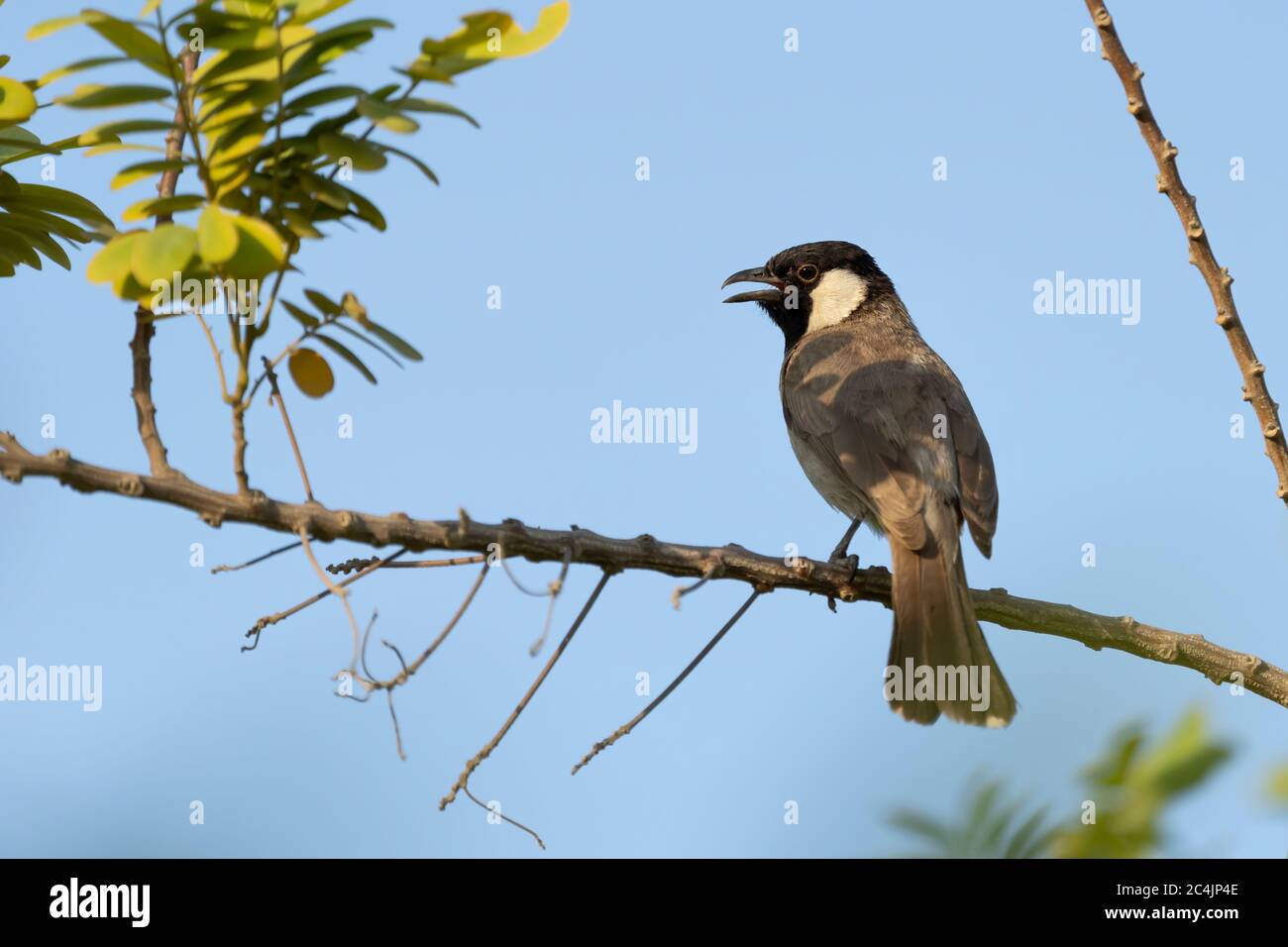 Un bulbul à l'éperon blanc se trouvant dans une succursale du parc Sheraton de Doha, au Qatar Banque D'Images