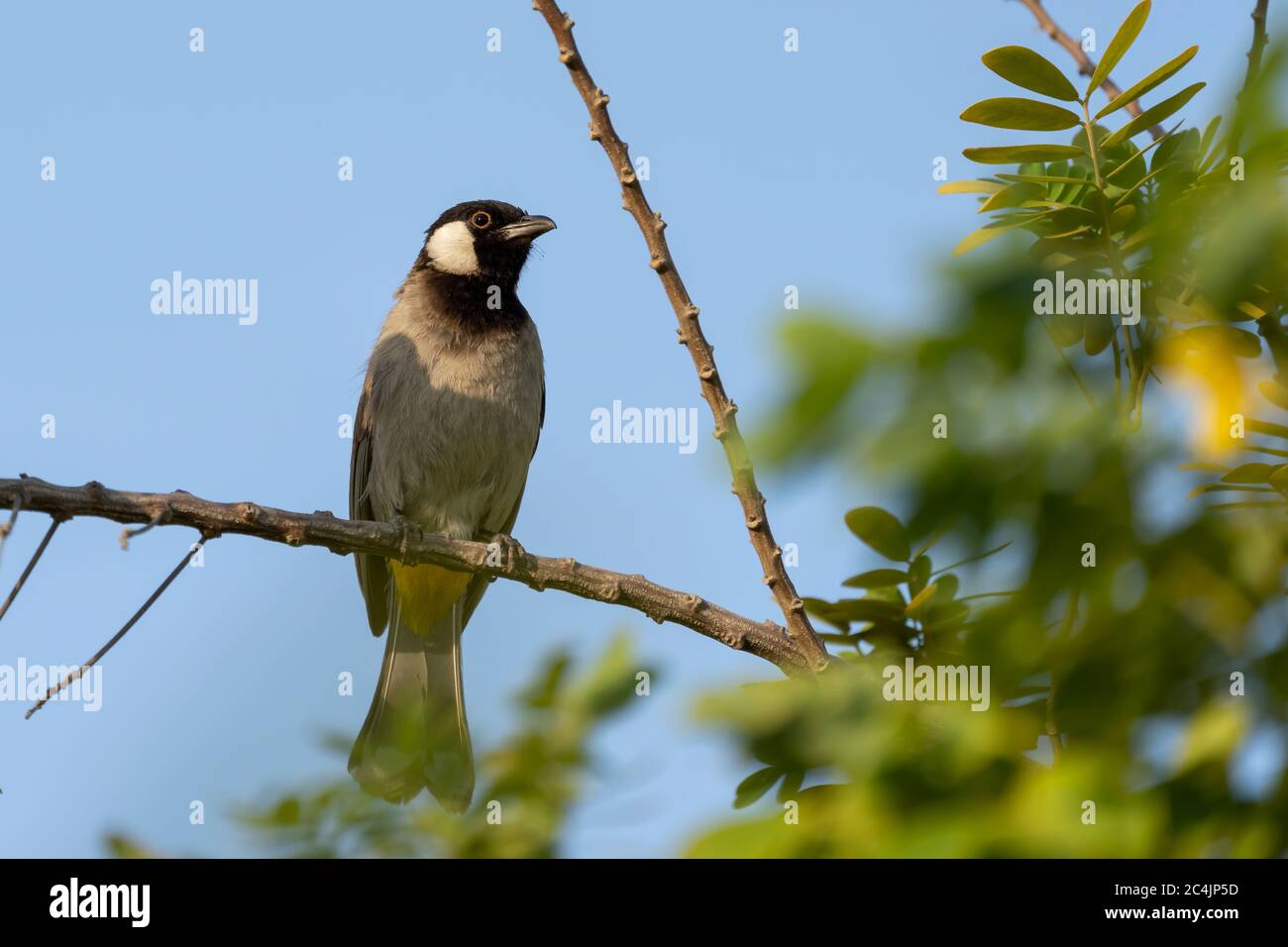 Un bulbul à l'éperon blanc se trouvant dans une succursale du parc Sheraton de Doha, au Qatar Banque D'Images