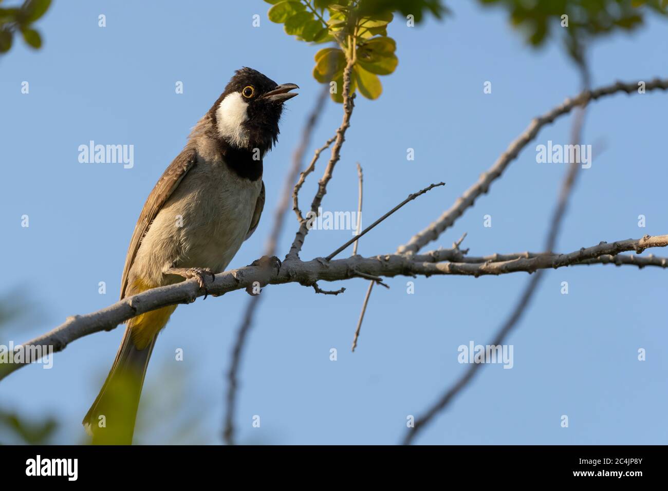 Un bulbul à l'éperon blanc se trouvant dans une succursale du parc Sheraton de Doha, au Qatar Banque D'Images