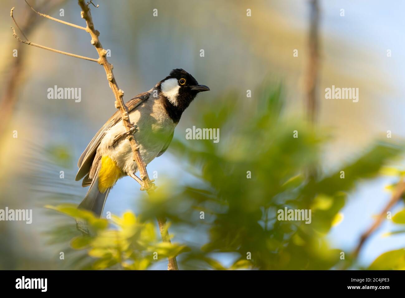 Un bulbul à l'éperon blanc se trouvant dans une succursale du parc Sheraton de Doha, au Qatar Banque D'Images