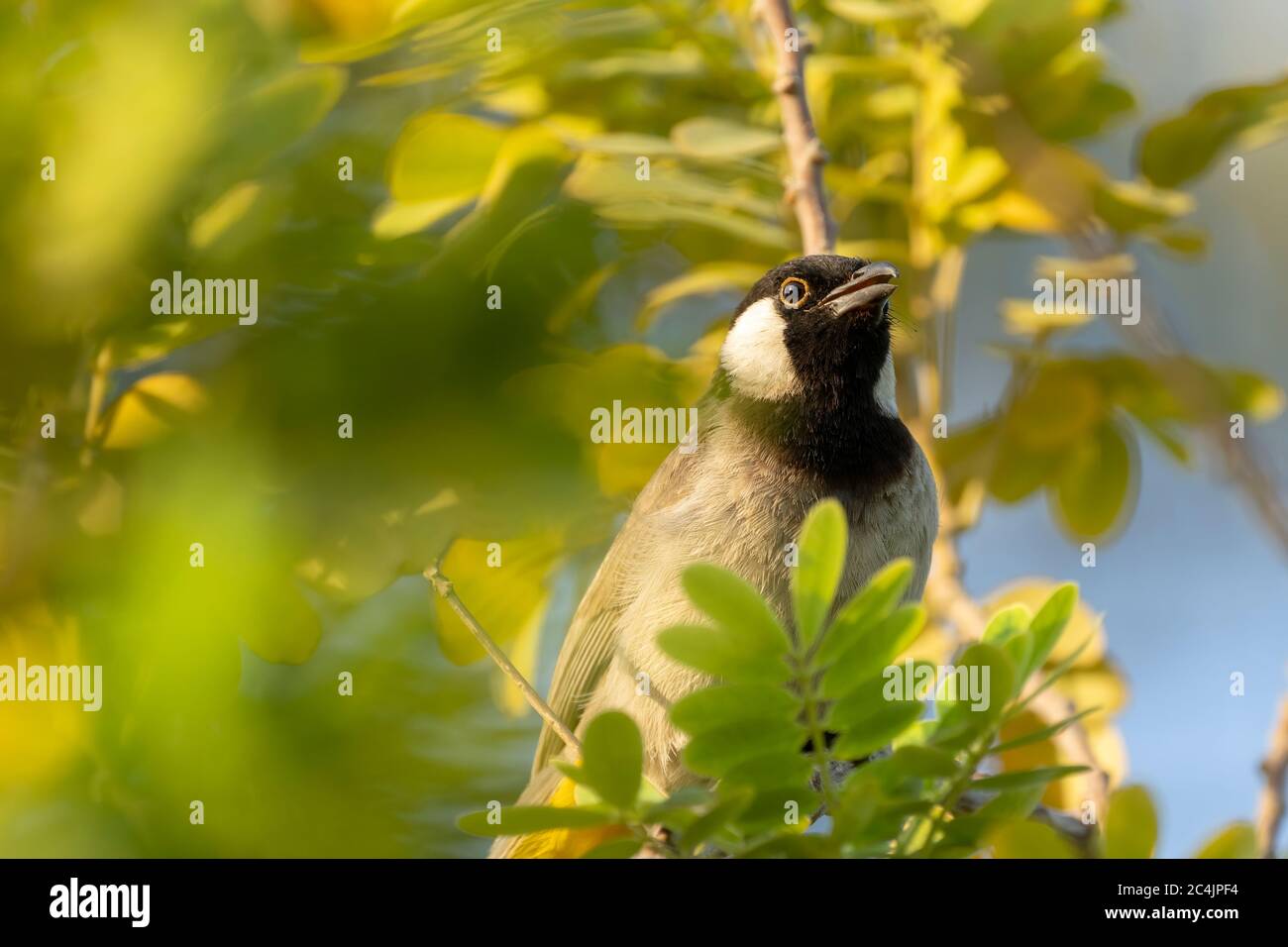 Un bulbul à l'éperon blanc se trouvant dans une succursale du parc Sheraton de Doha, au Qatar Banque D'Images