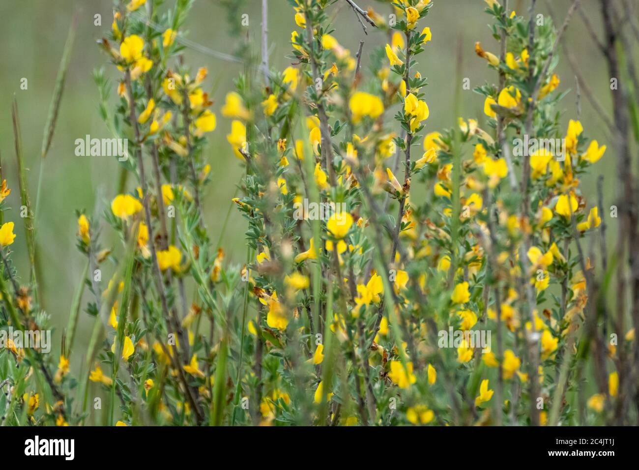 Petites fleurs jaunes en vert vif macro nature gros plan avec arrière-plan flou Banque D'Images