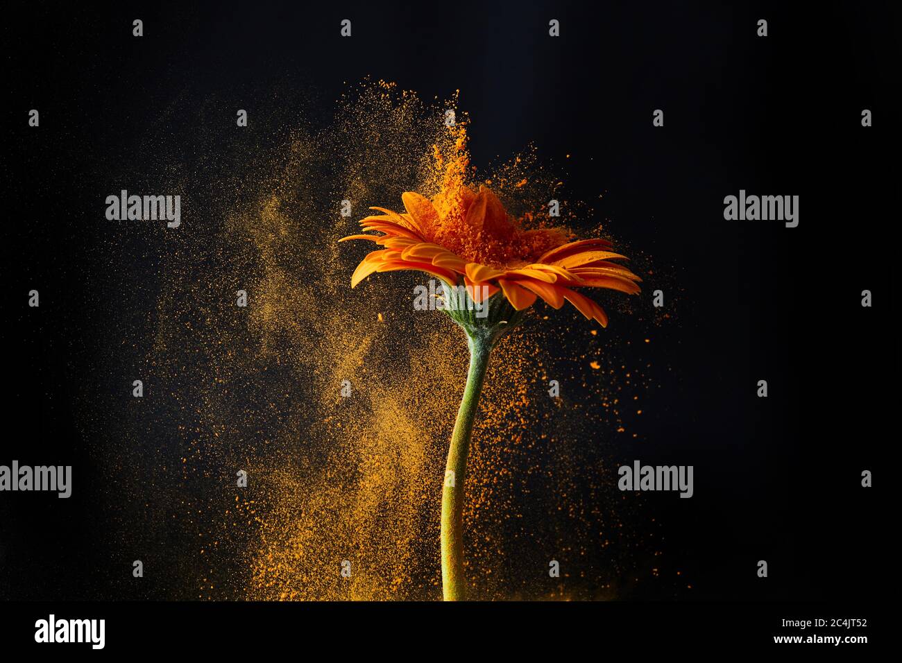 Fleur de Gerbera avec poudre. Énergie électrique. La poussière colorée explose. Banque D'Images