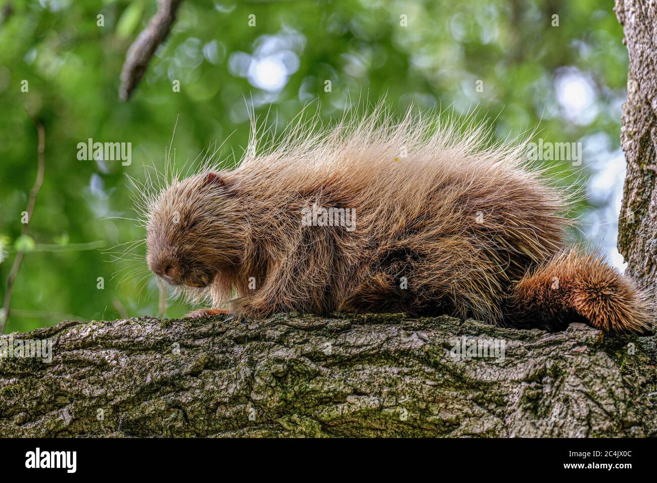 Un porc-épic assis sur une branche dans un arbre de criquets Banque D'Images