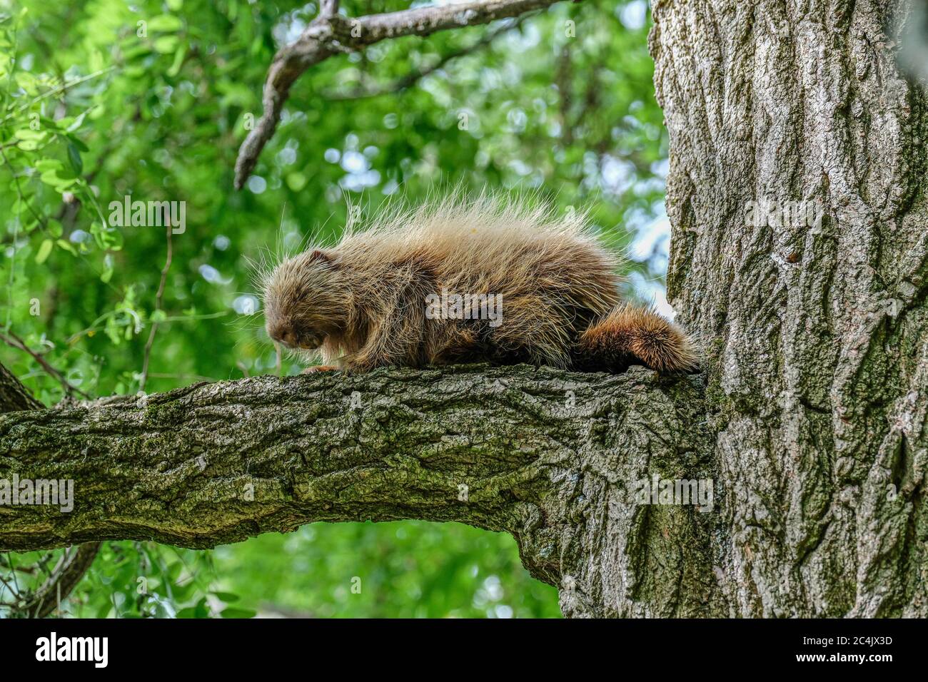 Un porc-épic assis sur une branche dans un arbre de criquets Banque D'Images