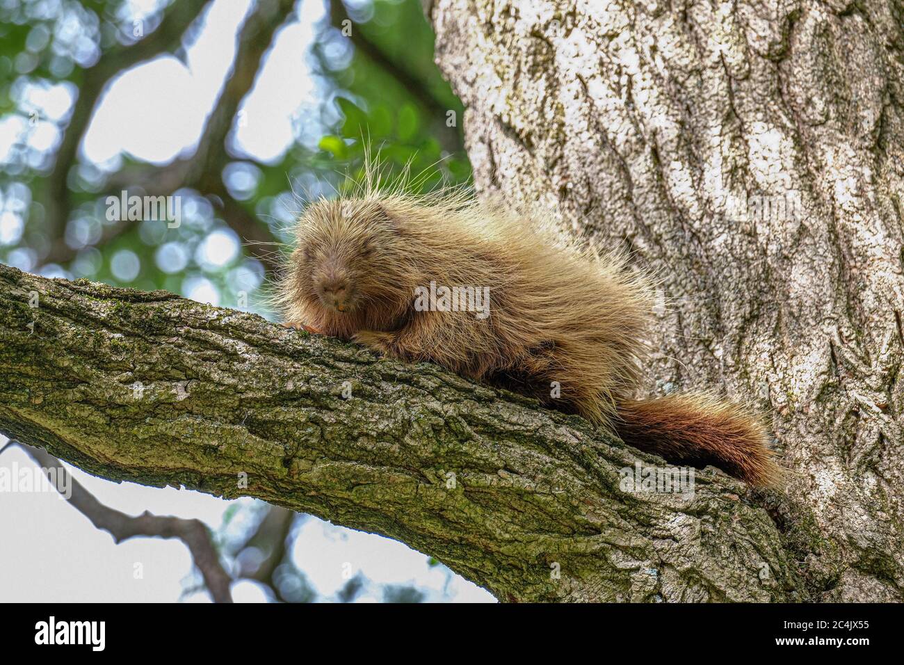 Un porc-épic assis sur une branche dans un arbre de criquets Banque D'Images