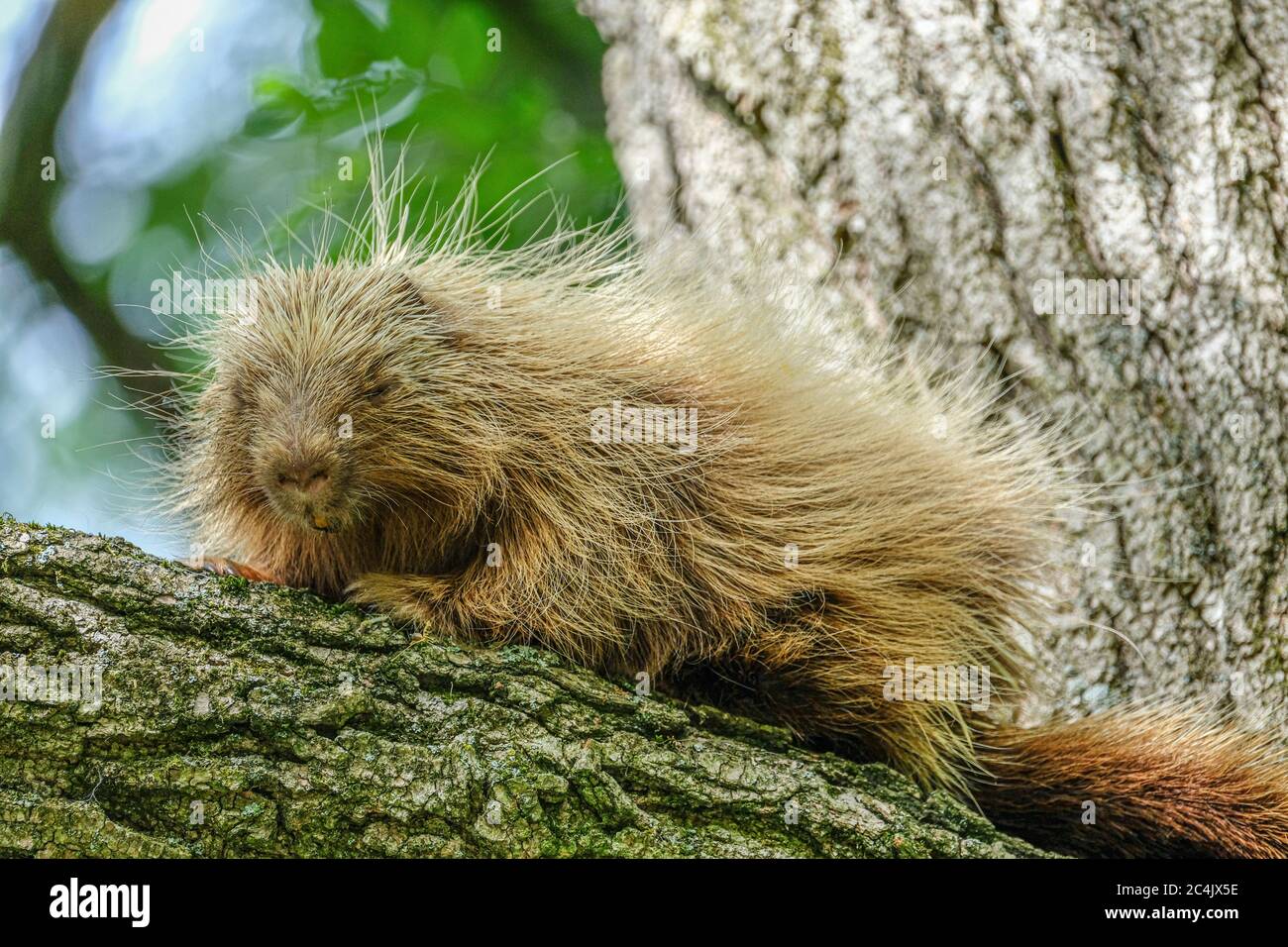 Un porc-épic assis sur une branche dans un arbre de criquets Banque D'Images