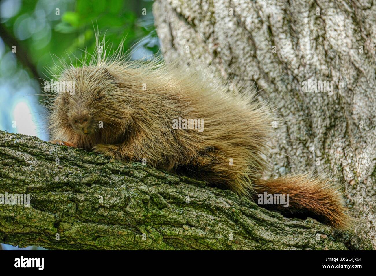 Un porc-épic assis sur une branche dans un arbre de criquets Banque D'Images